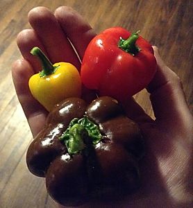 bell peppers from Sustainabillies